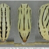 coen leander pupa2 volg11